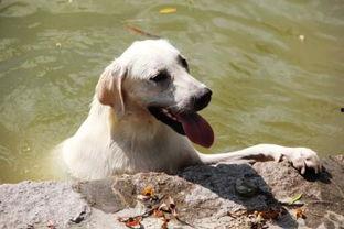 金毛吃哈密瓜,哈密瓜大餐时光