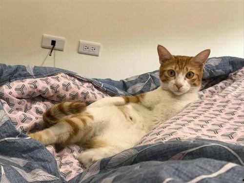 猫与主人抢瓜吃,猫主同乐抢瓜趣事