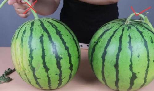 带你吃瓜买西瓜,夏日消暑必备攻略