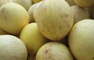 吃中药可以吃白兰瓜吗,中药养生与白兰瓜的食用搭配指南