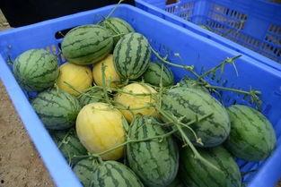 水冰月吃瓜群,揭秘娱乐圈幕后风云