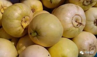 安丘的吃瓜视频,揭秘当地特色美食背后的故事