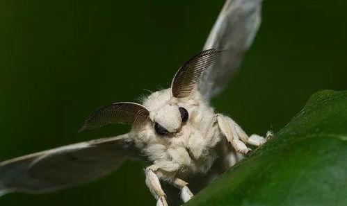 大扑棱蛾子 吃瓜,瓜田里的神秘食客