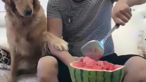 妞妞妞吃瓜,妞妞妞的瓜田奇遇记